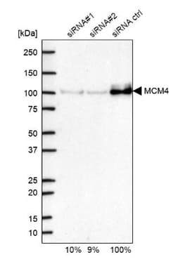 MCM4 Antibody, Novus Biologicals:Antibodies:Primary Antibodies
